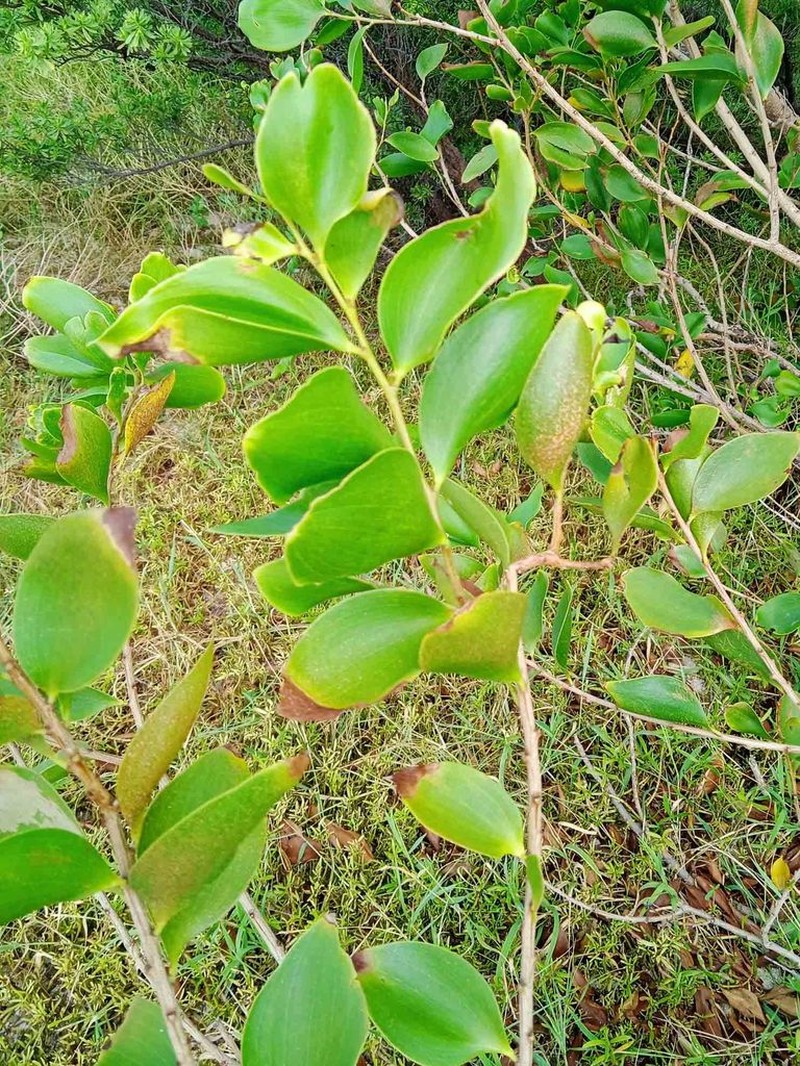 Acacia simplex photo 4