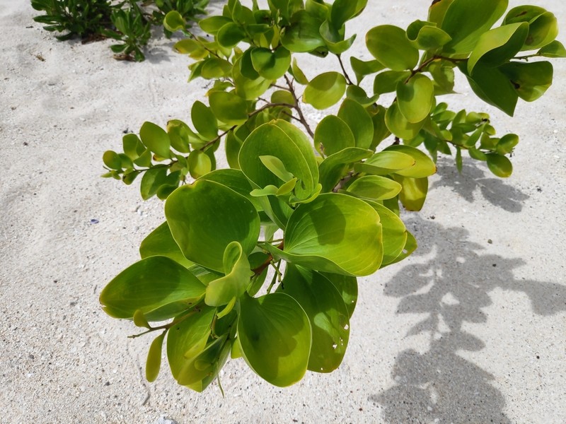 Acacia simplex photo 5