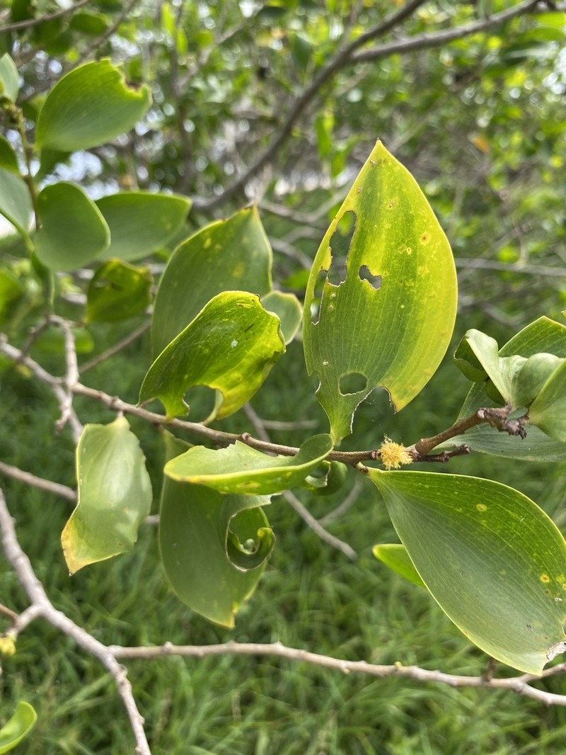Acacia simplex photo 7