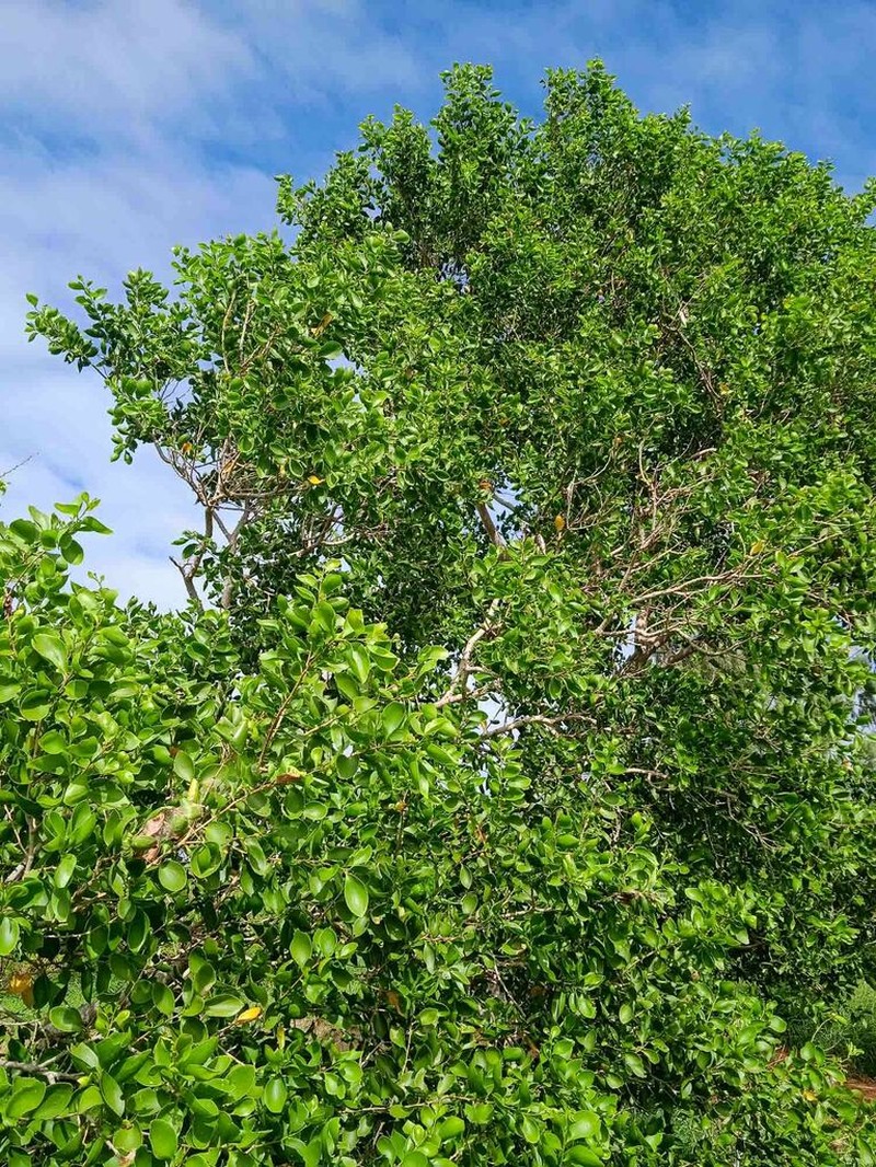 Acacia simplex photo 8