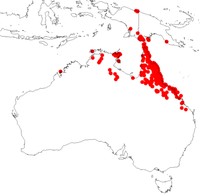 Acacia simsii