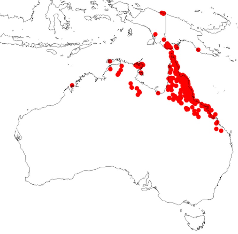 Acacia simsii