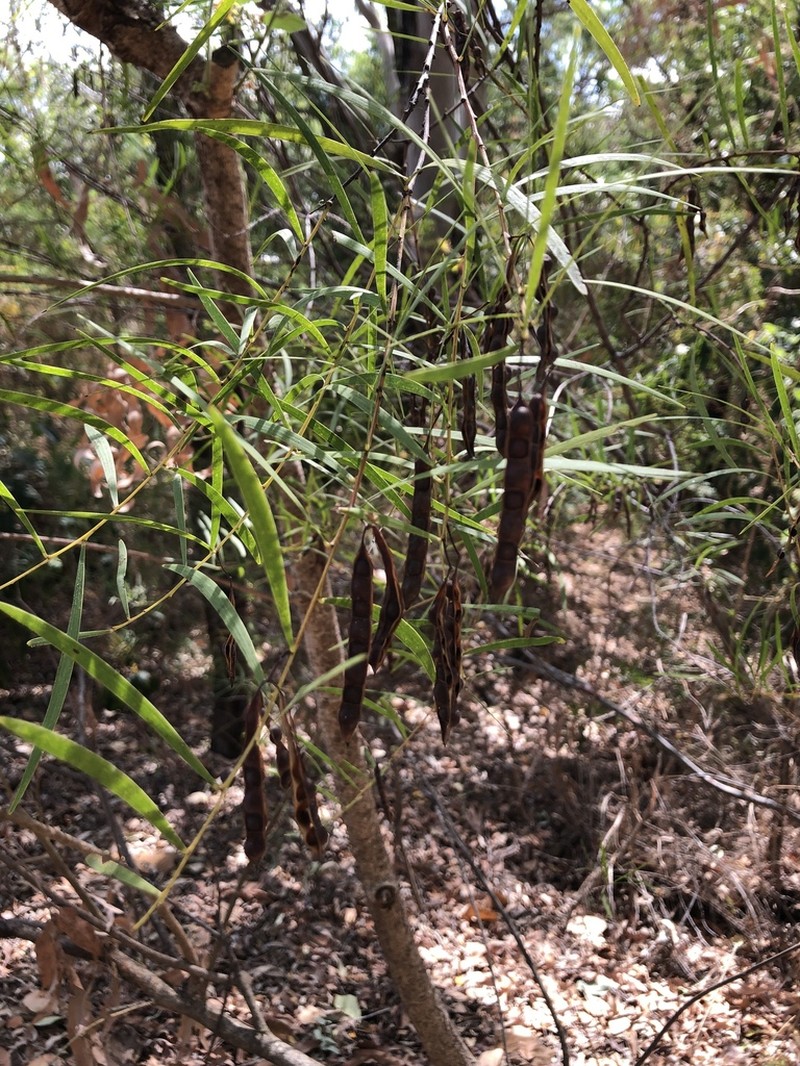 Acacia simsii photo 2