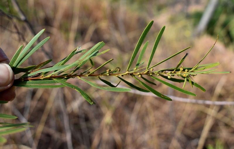 Acacia simsii photo 3