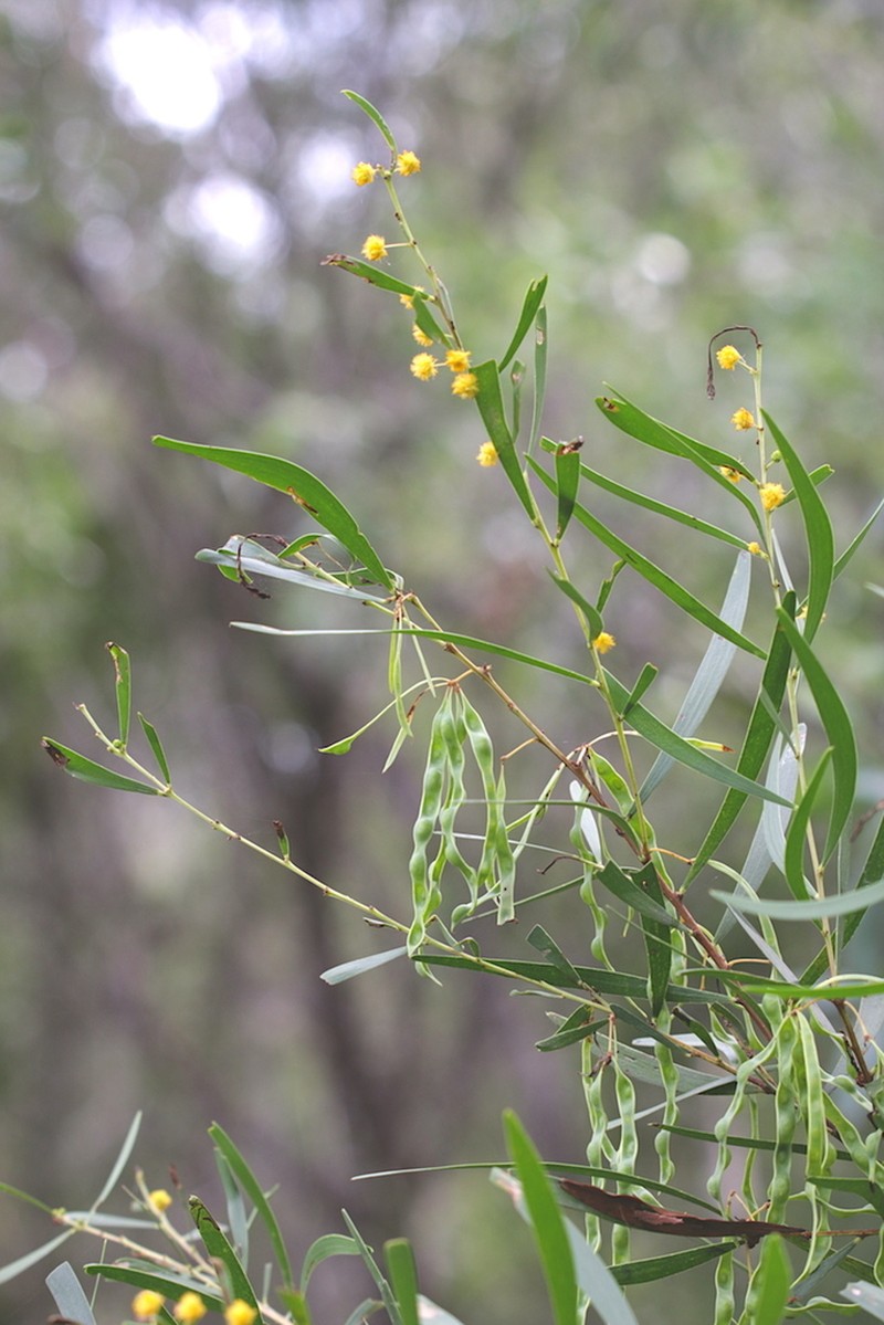 Acacia simsii photo 4