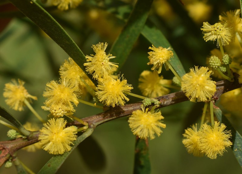 Acacia simsii photo 5