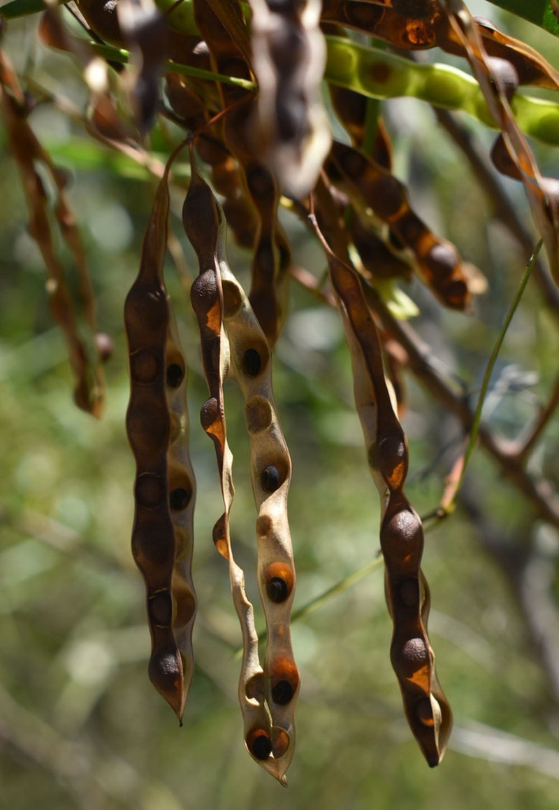 Acacia simsii photo 6