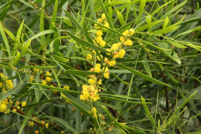 Acacia simsii photo 8