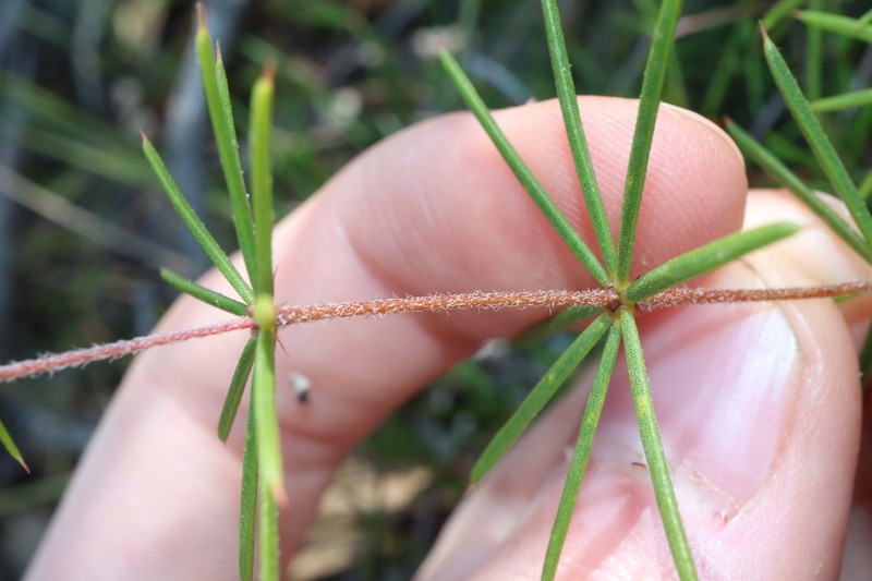 Acacia simulans photo 5