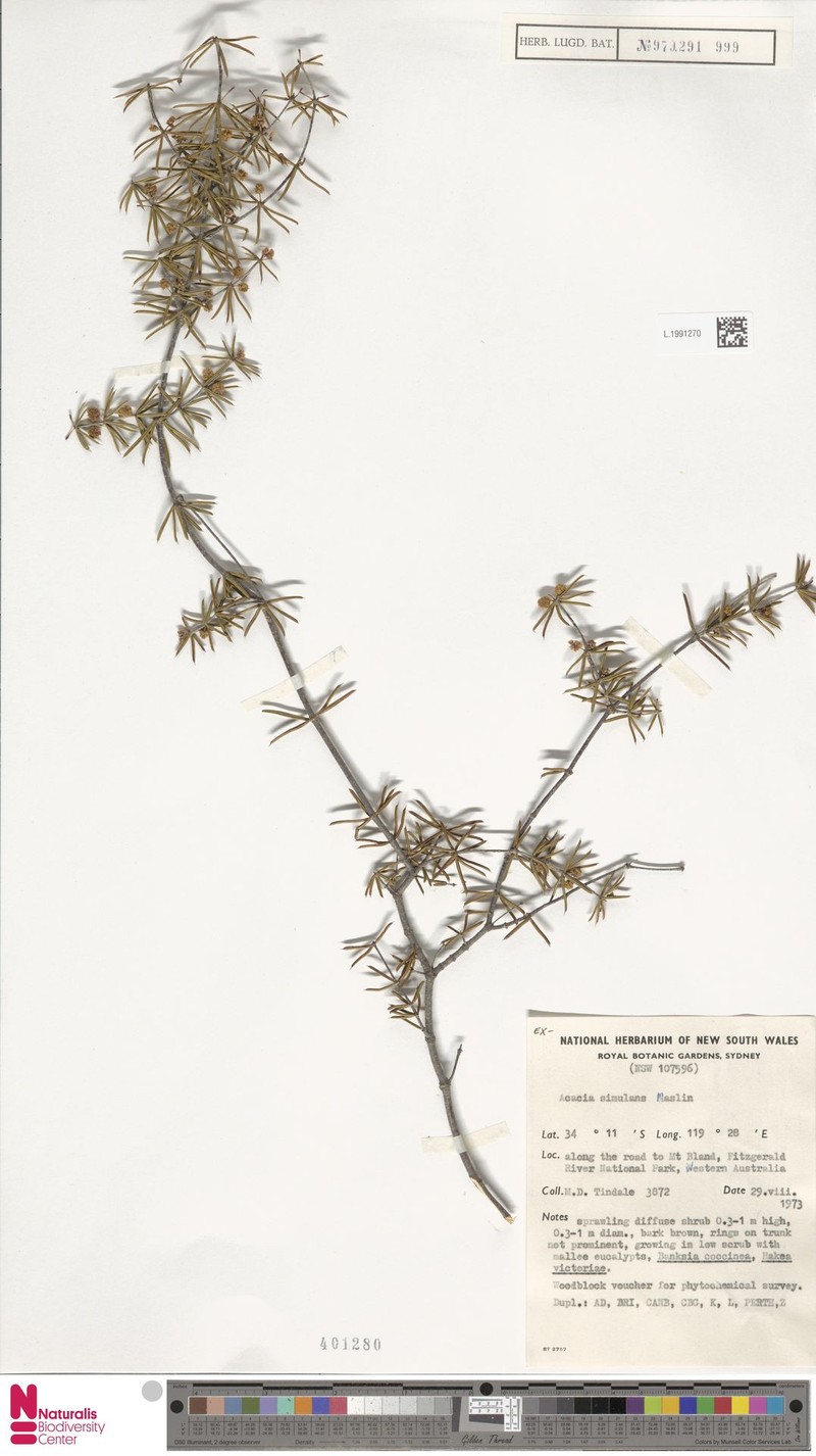 Acacia simulans photo 7