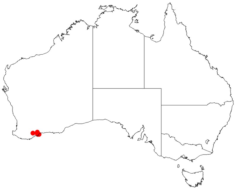 Acacia simulans