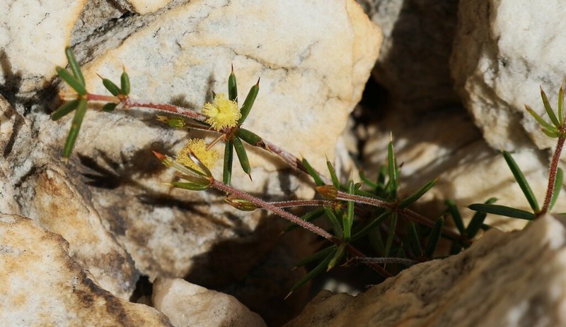Acacia simulans photo 2