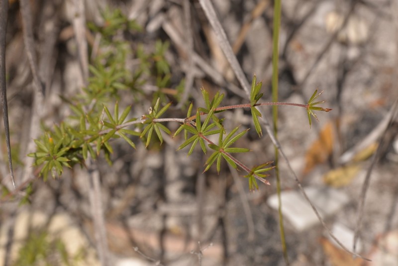 Acacia simulans photo 3