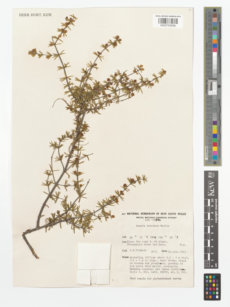 Acacia simulans photo 4