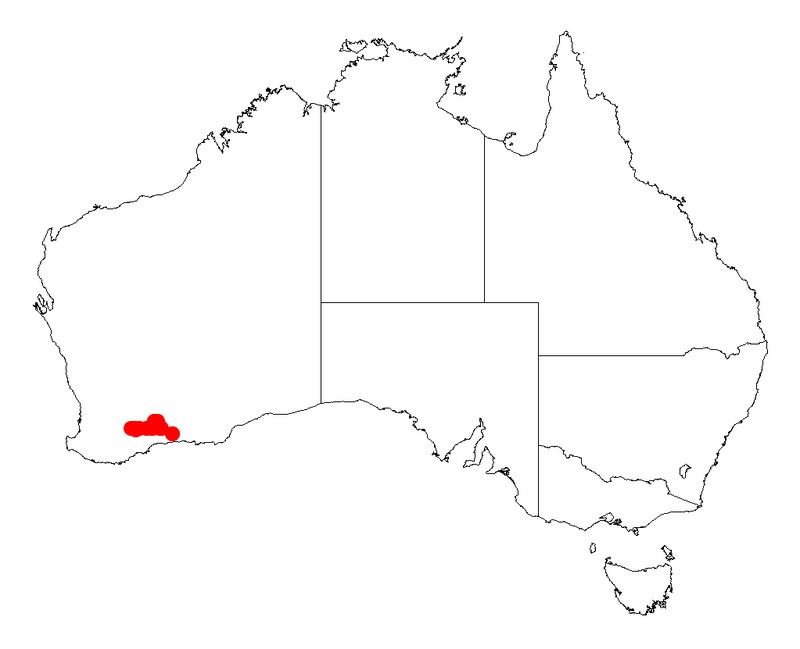 Acacia singula
