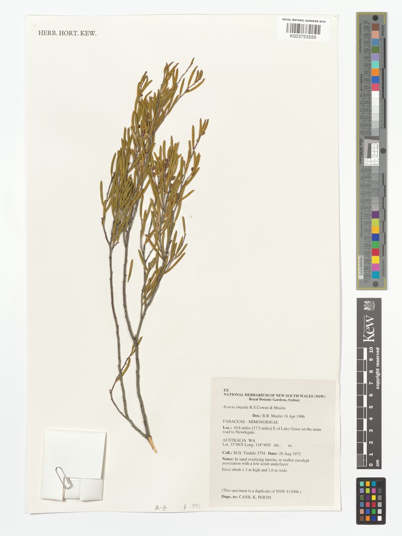 Acacia singula photo 2