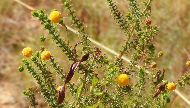 Acacia smeringa photo 2