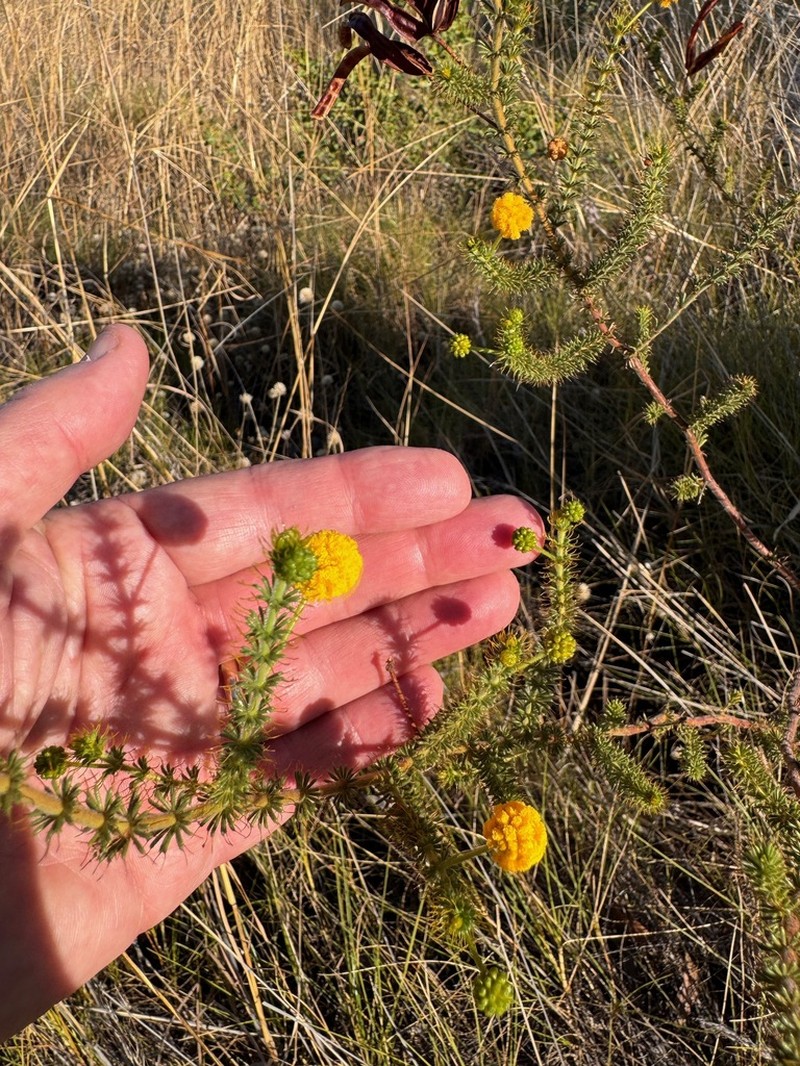Acacia smeringa photo 3