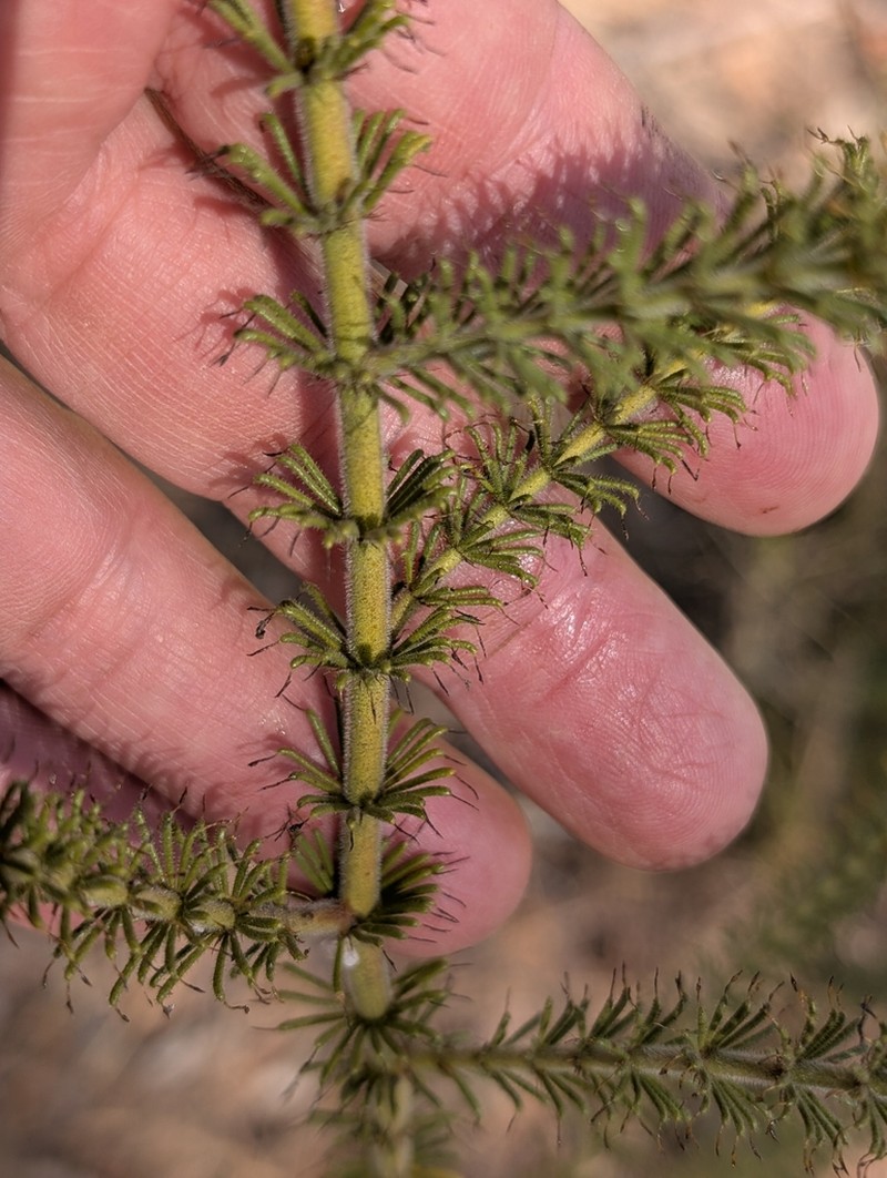 Acacia smeringa photo 4