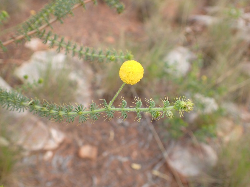Acacia smeringa photo 8