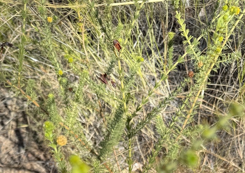 Acacia smeringa
