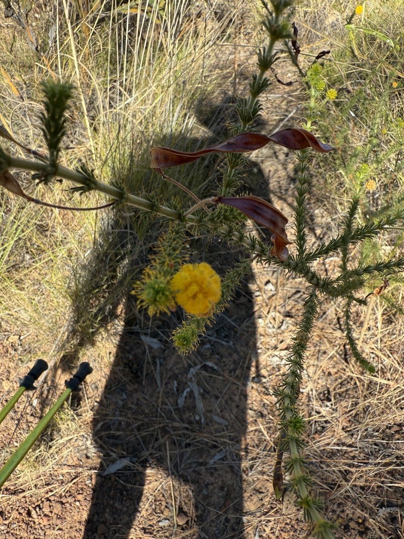 Acacia smeringa photo 2