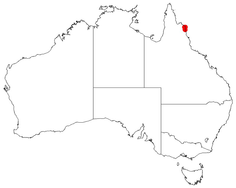 Acacia solenota