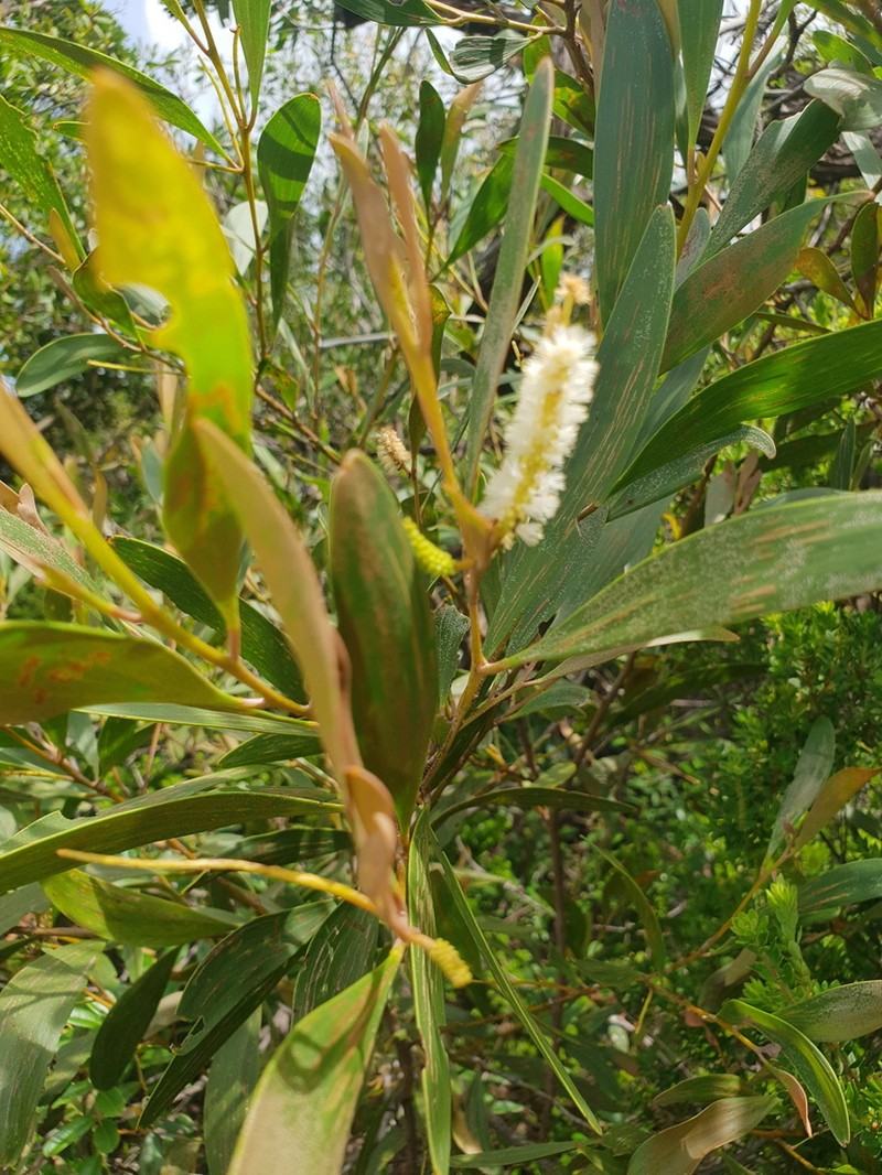 Acacia solenota photo 2