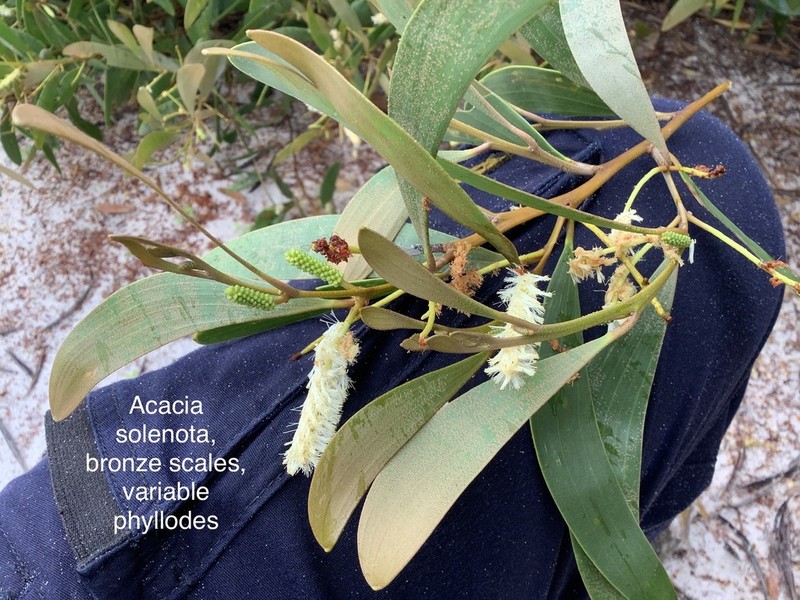 Acacia solenota photo 3