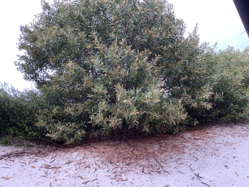 Acacia solenota photo 4