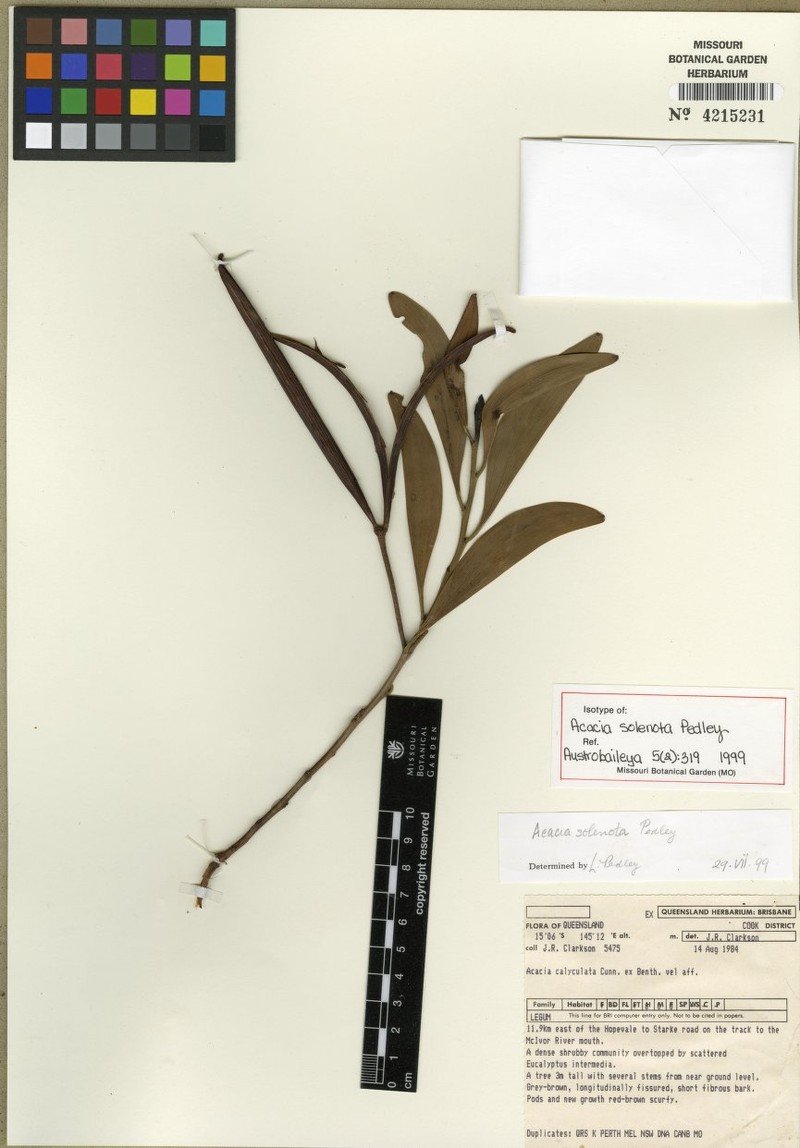 Acacia solenota photo 5
