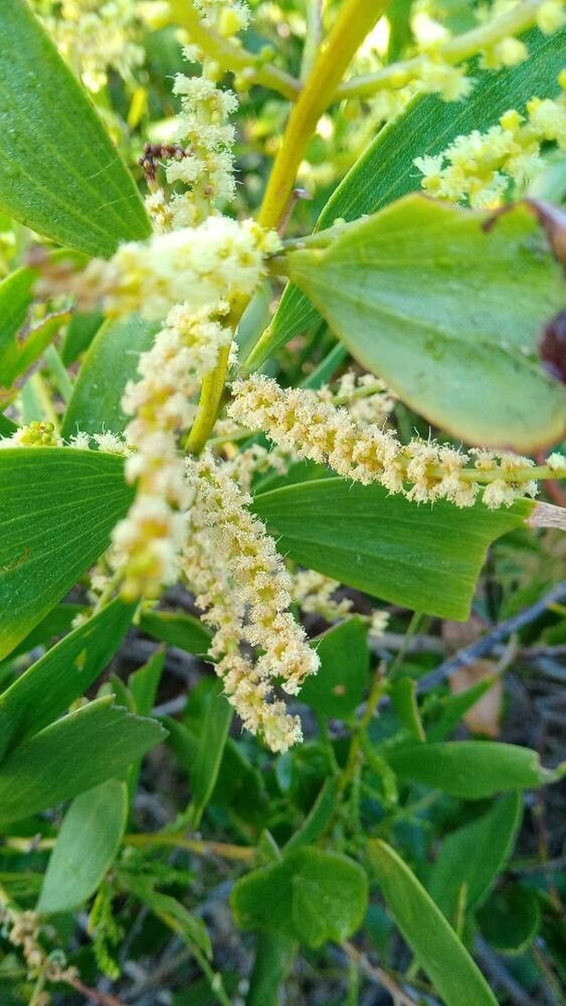 Acacia photo 3