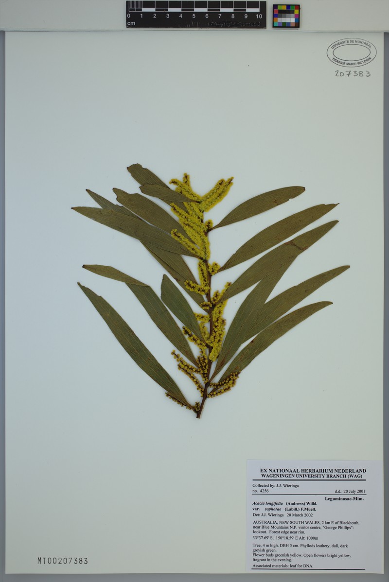 Acacia photo 4