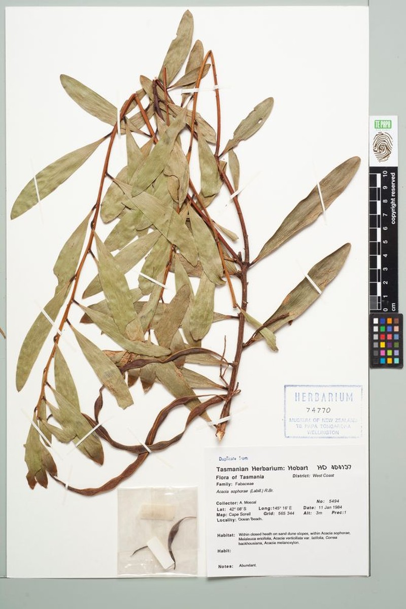 Acacia photo 6