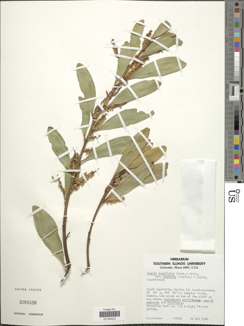 Acacia photo 7