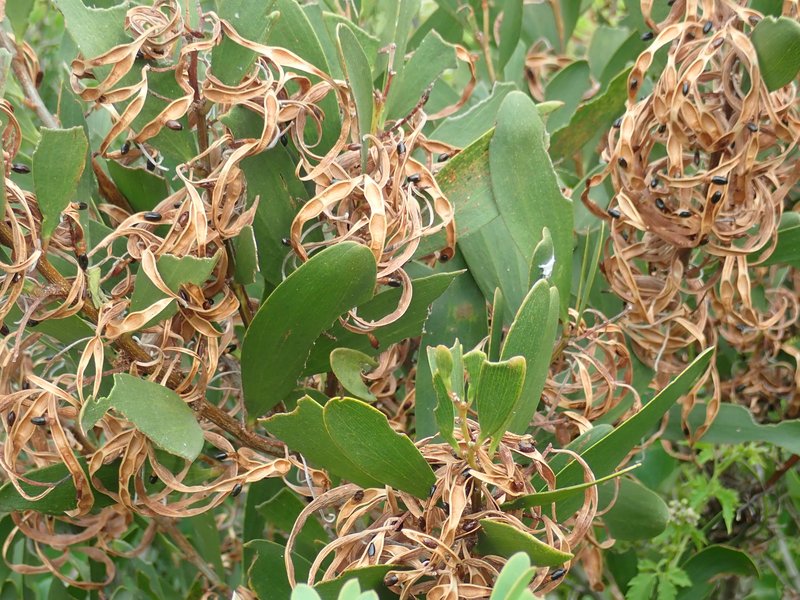 Acacia