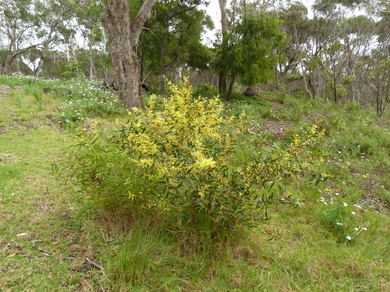 Acacia photo 2