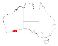 Acacia sorophylla