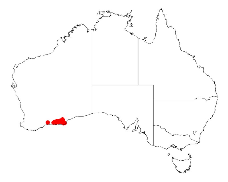 Acacia sorophylla