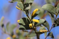 Acacia spania