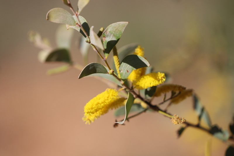 Acacia spania photo 2
