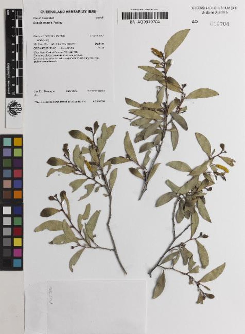 Acacia spania photo 3