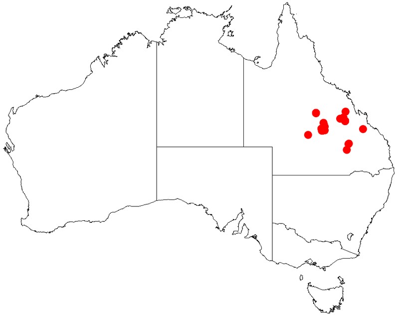 Acacia spania