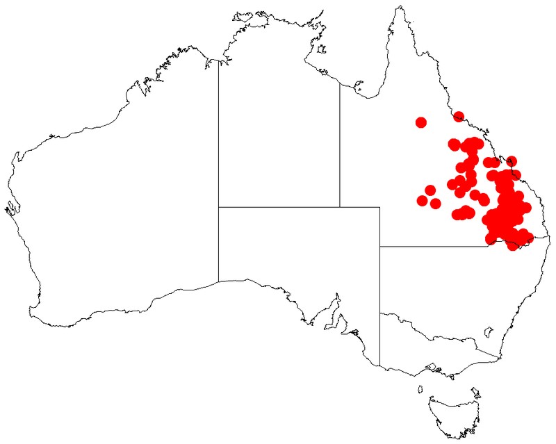 Acacia sparsiflora