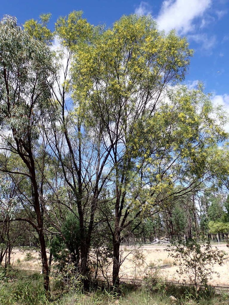 Acacia sparsiflora photo 2