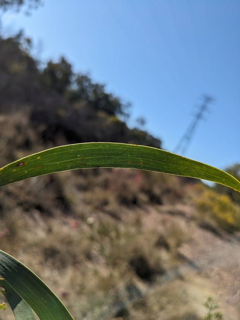 Acacia sparsiflora photo 3