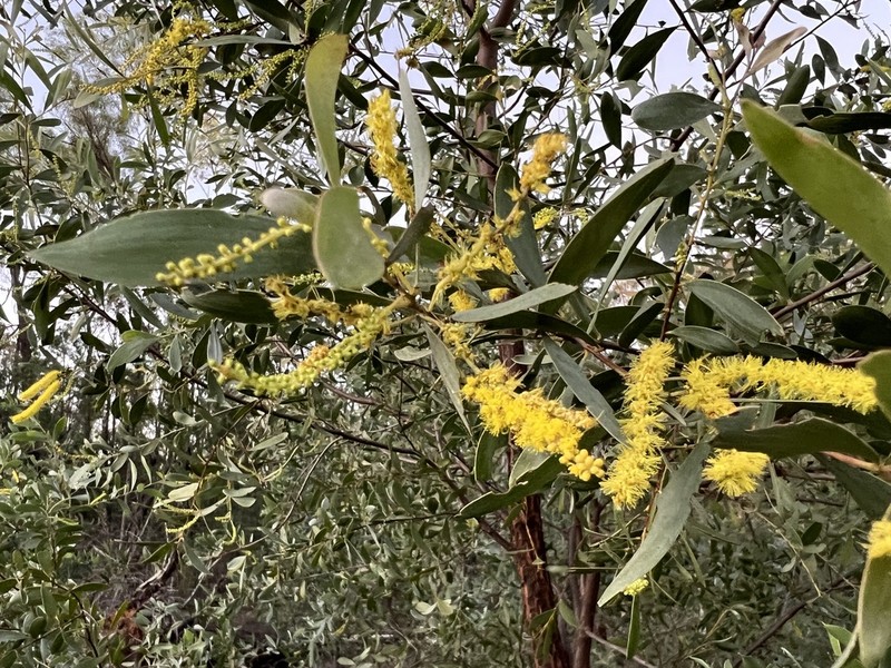 Acacia sparsiflora photo 4