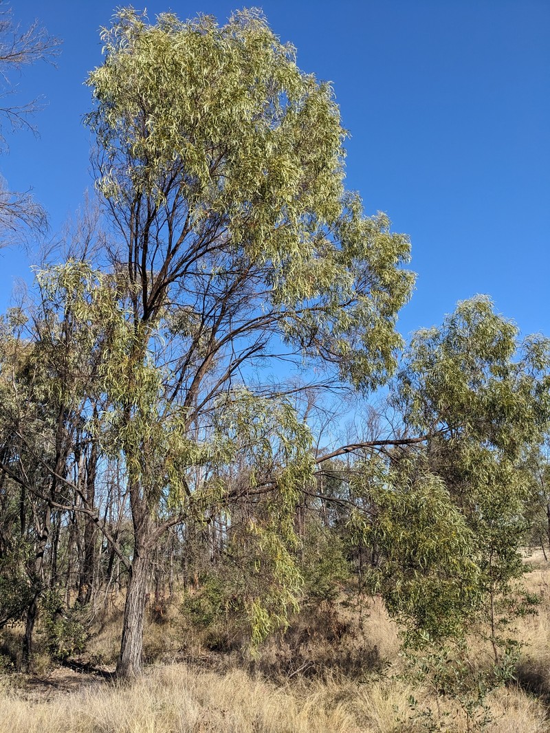 Acacia sparsiflora photo 7
