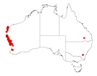 Acacia spathulifolia