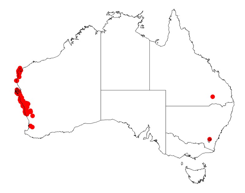 Acacia spathulifolia